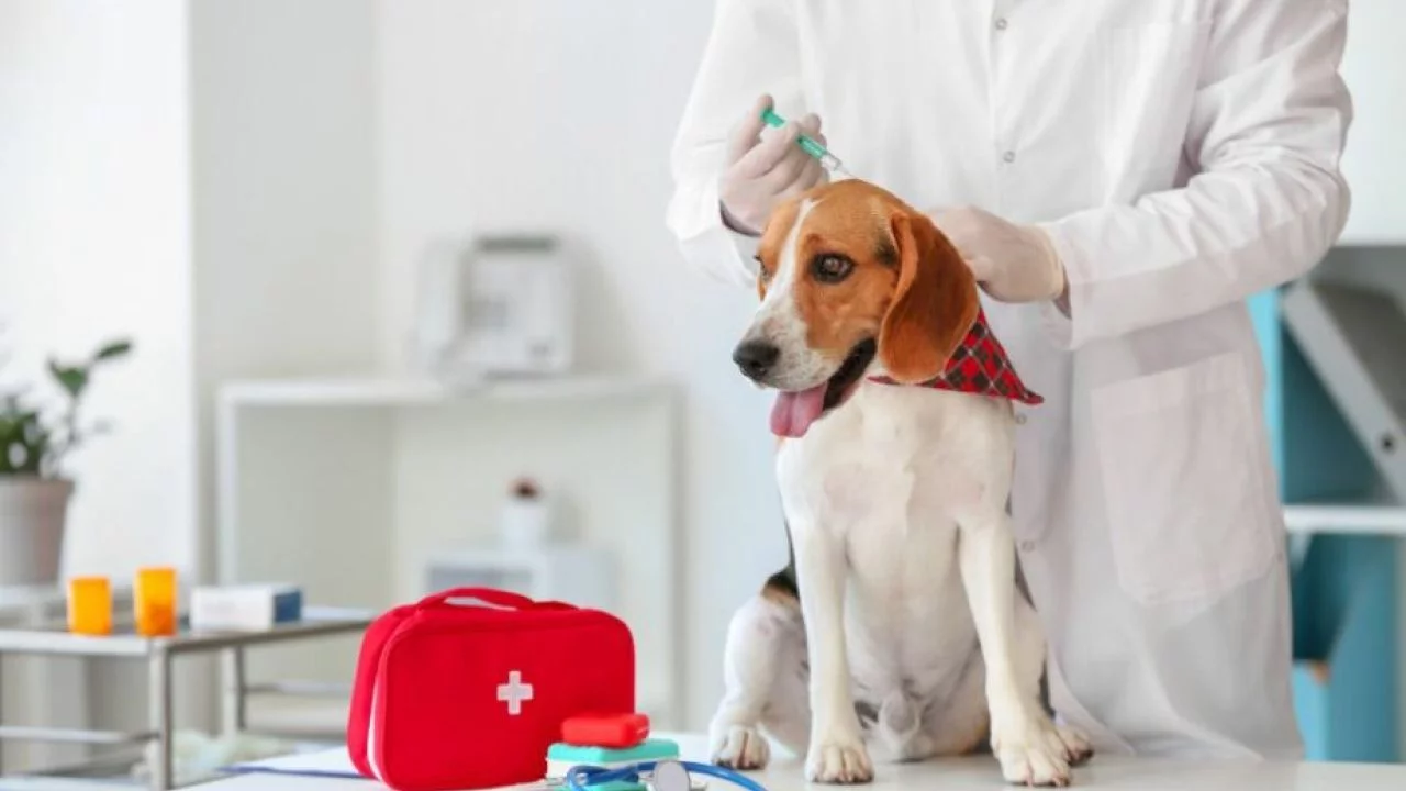 Seguro para pets: saiba como contratar e escolher as melhores coberturas